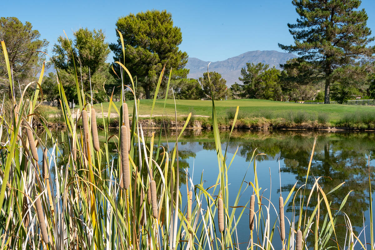 John Clausen/Pahrump Valley Times Lakeview Executive Golf Course is now a much more green and v ...
