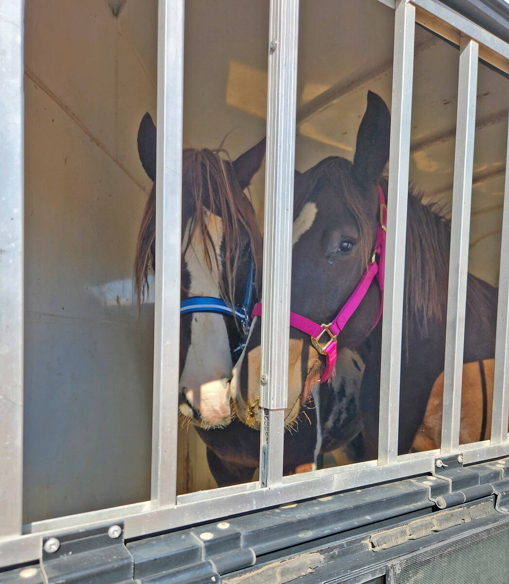 Special to the Pahrump Valley Times Fred and his mate Rosie are pictured in a horse trailer as ...