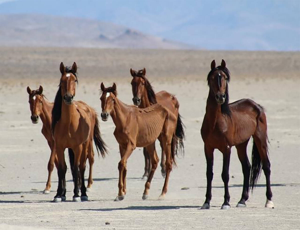 Bureau of Land Management The BLM conducts roundups in an effort to keep wild horse and burro p ...