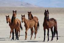 Bureau of Land Management The BLM conducts roundups in an effort to keep wild horse and burro p ...