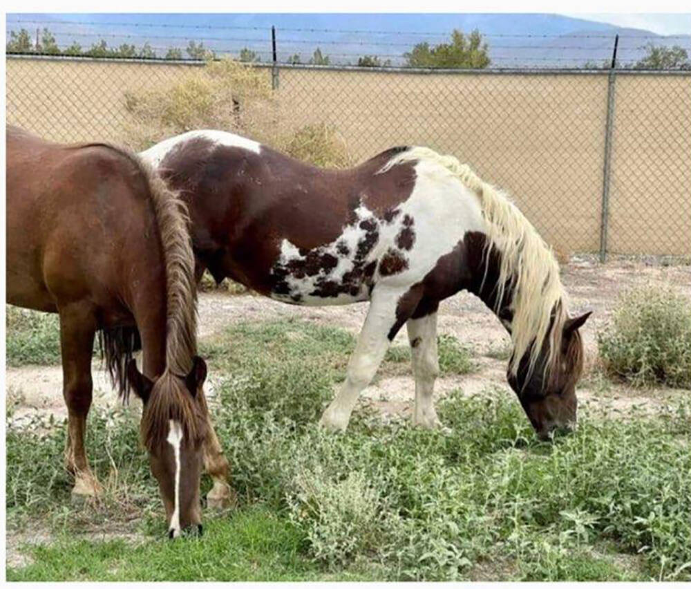 Special to the Pahrump Valley Times Fred and Rosie are two of the most well-known horses to hav ...