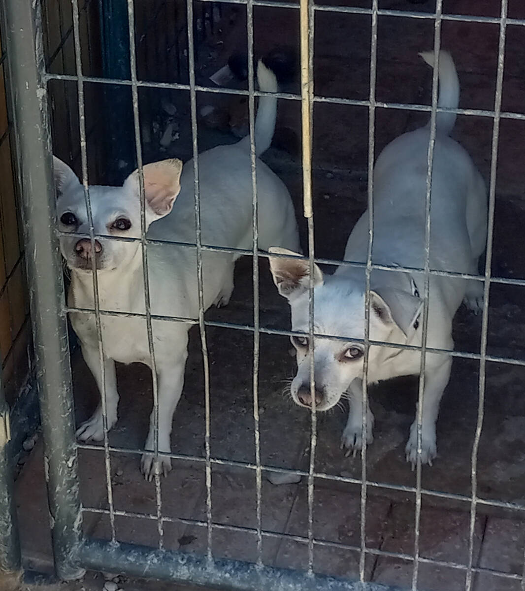 Selwyn Harris/Pahrump Valley Times Never Forgotten Animal Society, a beneficiary of the Costume ...