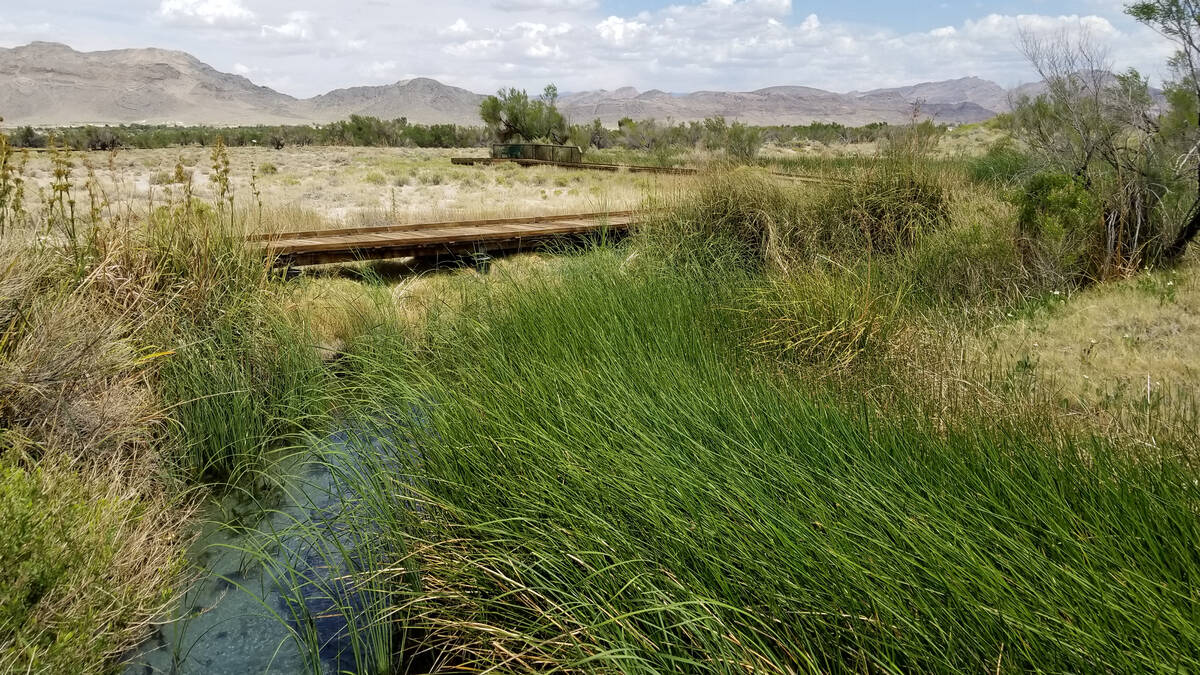 Crystal Spring boardwalk leads along a stream and toward a large pool where fossilized water su ...