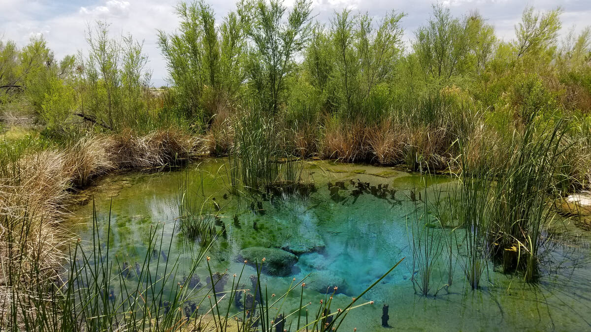 The crystal-clear pools at Ash Meadows National Wildlife Refuge provide life-sustaining water a ...