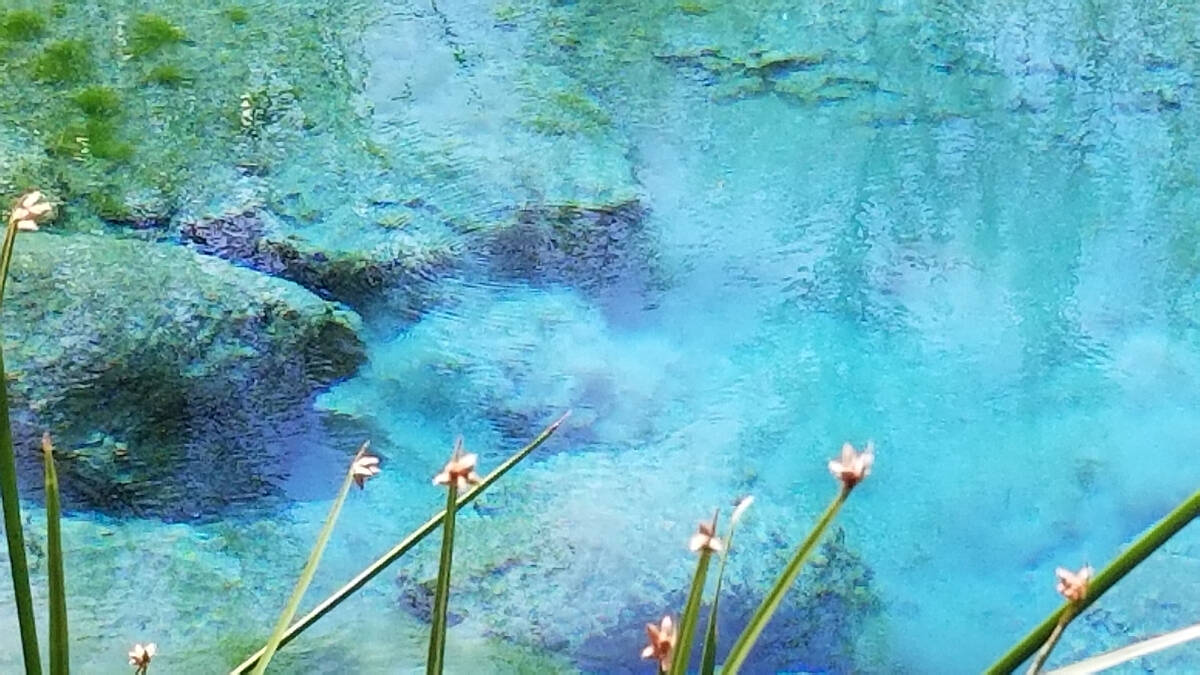Waters in pools at Ash Meadows can have striking tropical blue hues because of the way light hi ...