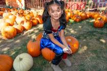John Clausen/Pahrump Valley Times Pahrump Disability Outreach Program's 14th Annual Pumpkin Day ...