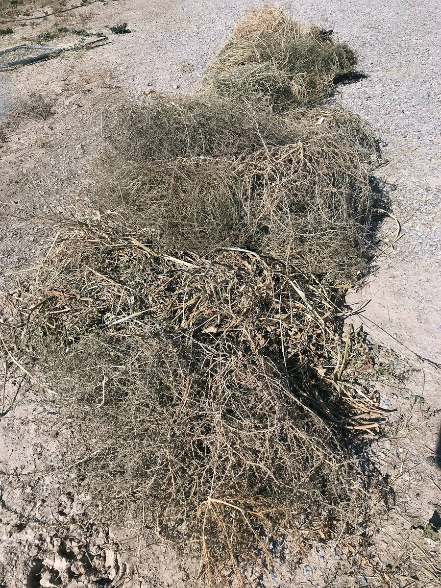 Robin Hebrock/Pahrump Valley Times Yard debris, such as the pile of weeds and garden clippings ...