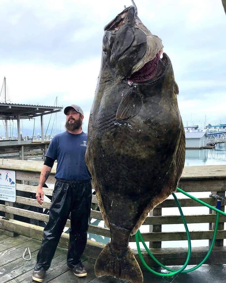 Special to the Pahrump Valley Times This 375-pound halibut would probably feed a whole village ...