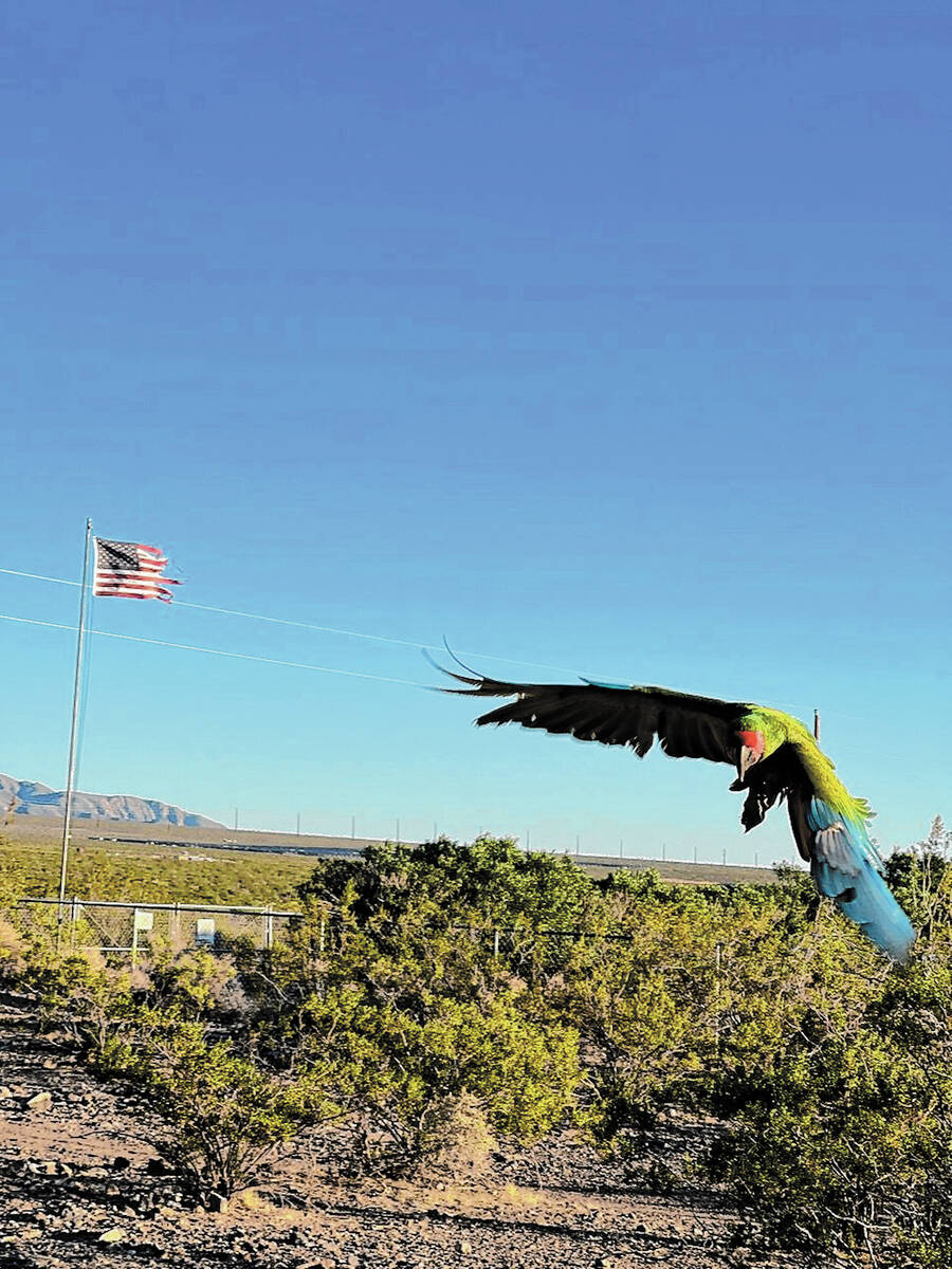 Special to the Pahrump Valley Times Juicy, a macaw owned by Heidi Fleiss, was reportedly shot a ...