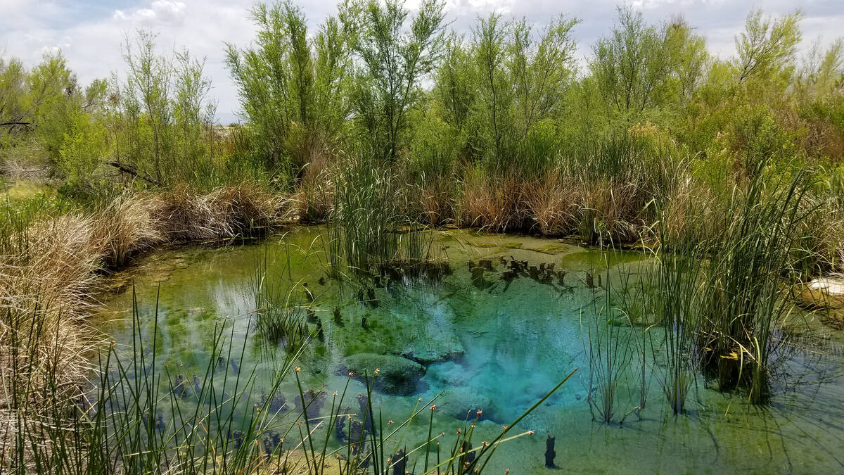 Natalie Burt/Special to the Pahrump Valley Times Ash Meadows is a desert oasis, with springs cr ...