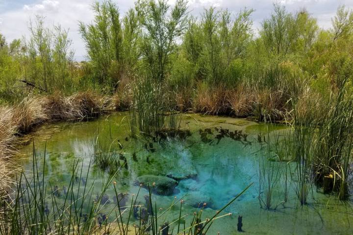 Natalie Burt/Special to the Pahrump Valley Times Ash Meadows is a desert oasis, with springs cr ...