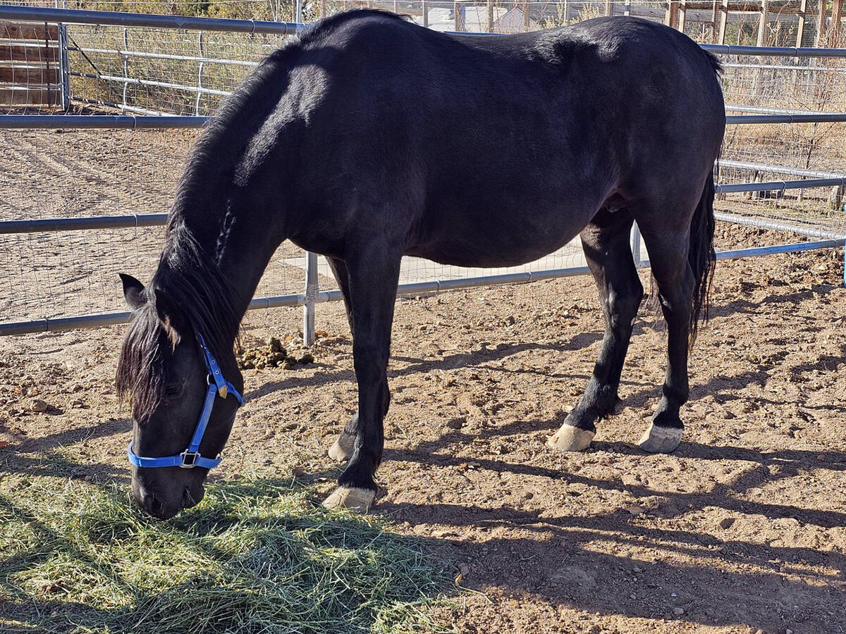 Special to the Pahrump Valley Times This black mare was one of the horses taken to the BLM's Ri ...