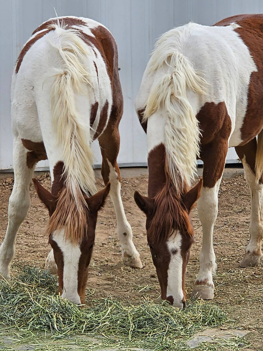 Special to the Pahrump Valley Times Two of the recently returned wild horses munch on hay at th ...