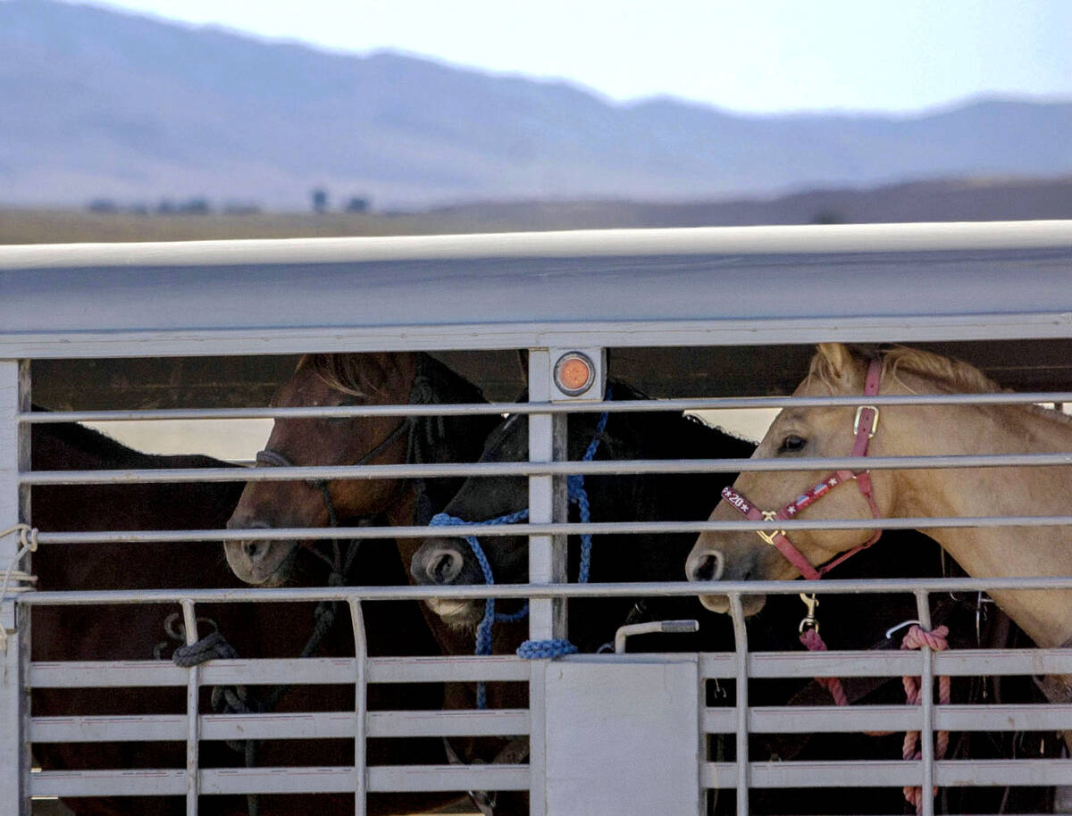 (Ellen Schmidt/Las Vegas Review-Journal) @ellenkschmidttt The BLM transported the animals to th ...