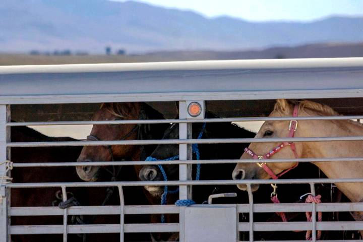 (Ellen Schmidt/Las Vegas Review-Journal) @ellenkschmidttt The BLM transported the animals to th ...