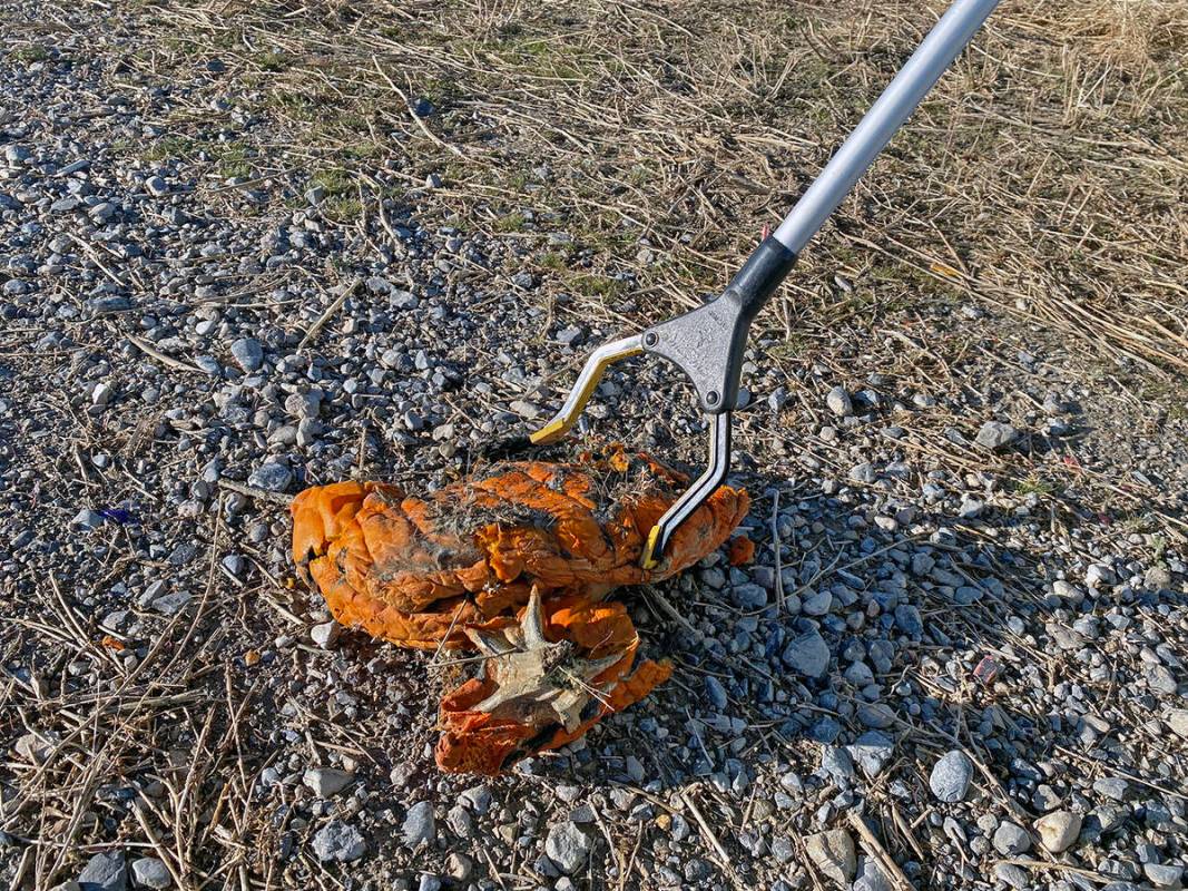 Robin Hebrock/Pahrump Valley Times A Clean Up Pahrump volunteer removes a rotted pumpkin found ...