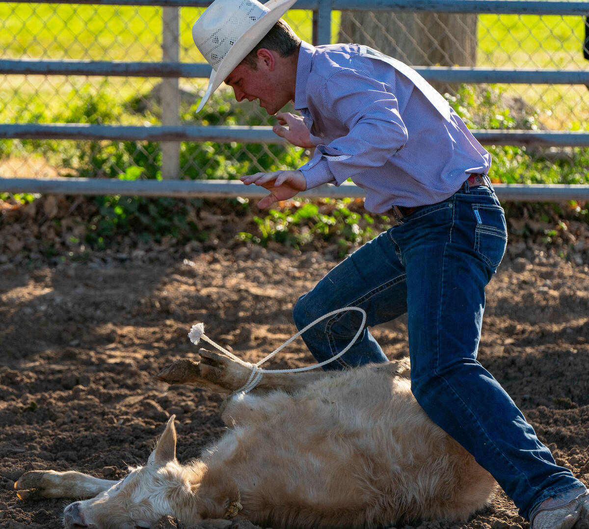 A calf is being tied up by a man on the ground at the Pahrump Junior High and High School Rodeo ...