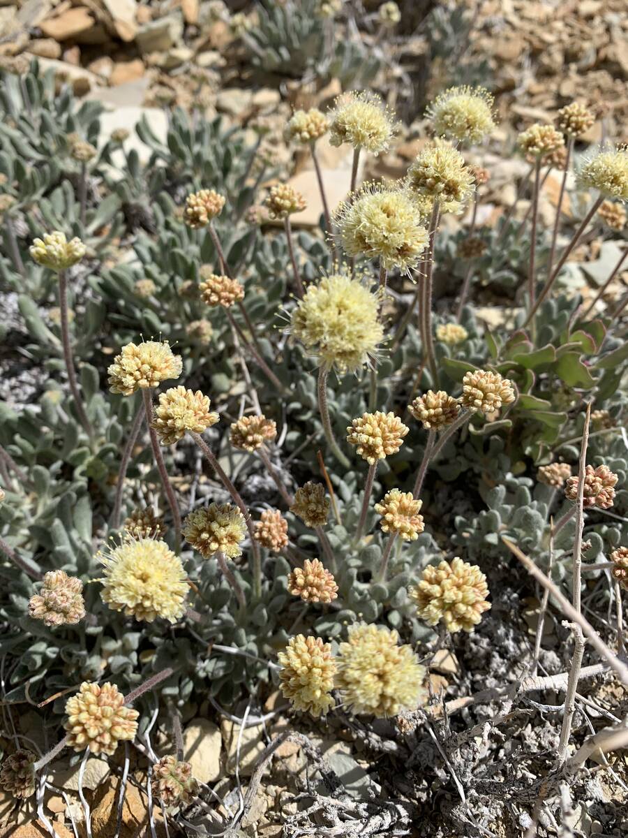 A patch of Tiehm's buckwheat is seen in bloom. (Courtesy of Ioneer)