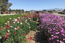 Robin Hebrock/Pahrump Valley Times This file photo from the 2023 Landscape Tour shows a field o ...