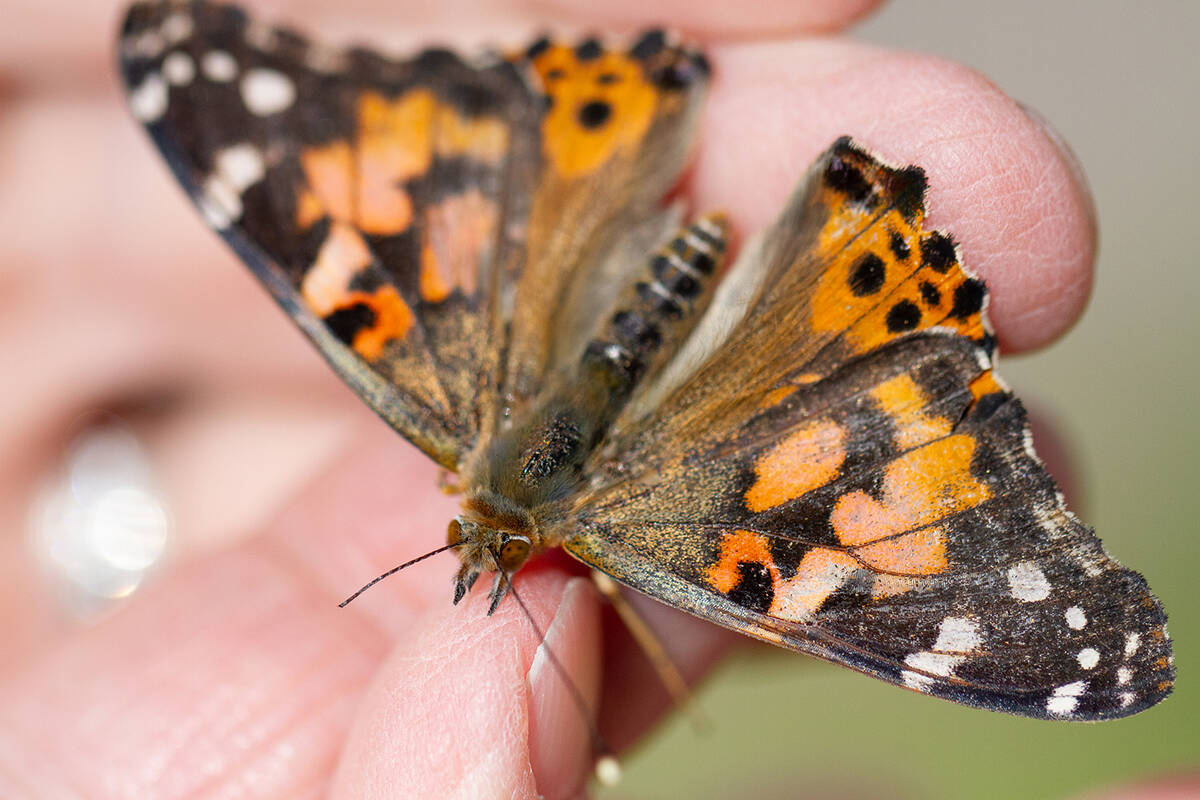 John Clausen/Pahrump Valley Times Nathan Adelson Hospice's 19th Annual Live Butterfly Release t ...