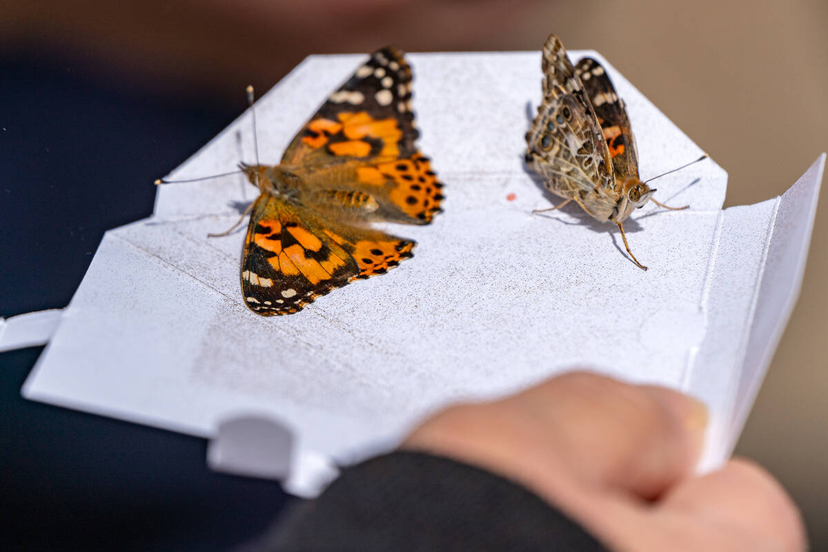 John Clausen/Pahrump Valley Times Coming two to a box, painted lady butterflies were the stars ...
