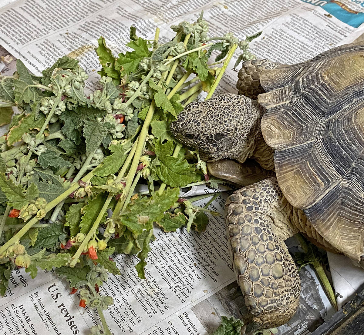 Robin Hebrock/Pahrump Valley Times Sheldon the desert tortoise was on display at this year's Ea ...