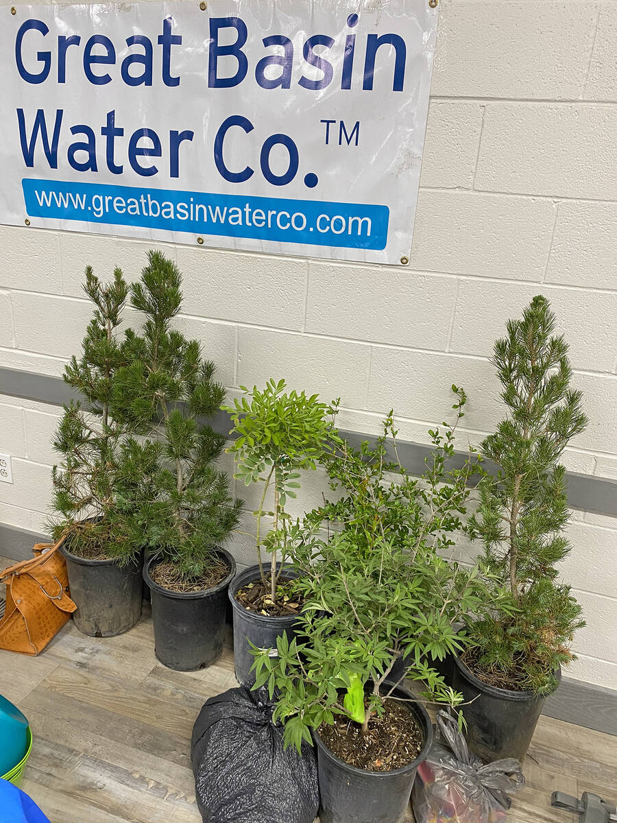 Robin Hebrock/Pahrump Valley Times Great Basin Water Co. offered five-gallon trees as raffle pr ...