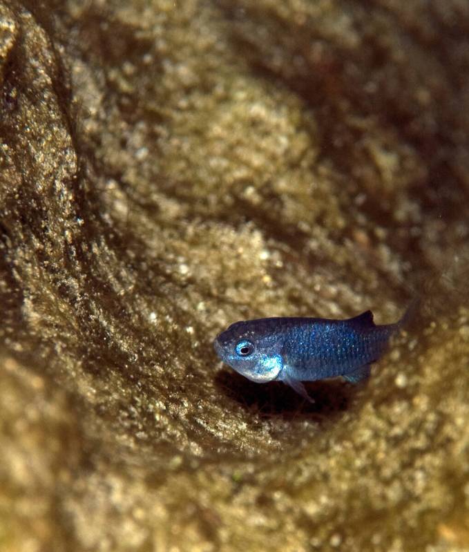 National Park Service The spring count of the Devils Hole pupfish, one of the world's rarest fi ...