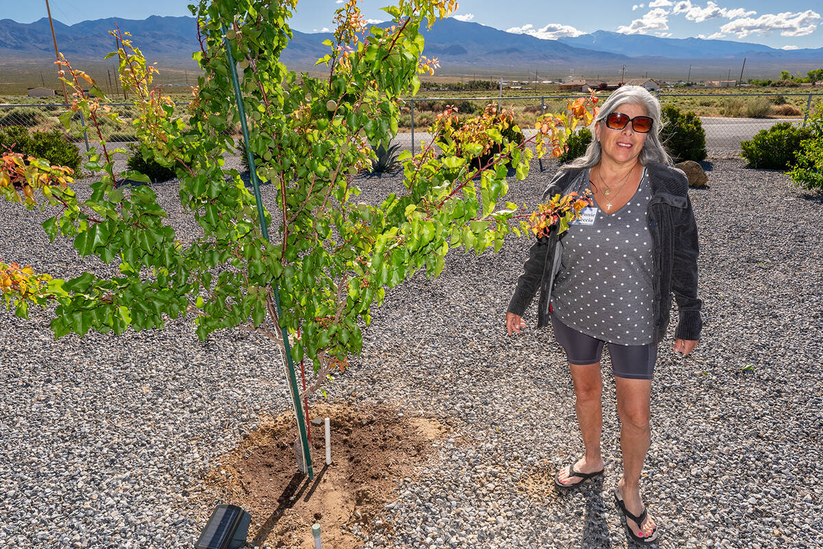 John Clausen/Pahrump Valley Times Pennie Beccia, owner of Landscape Tour site 661 W. Fangio Lan ...