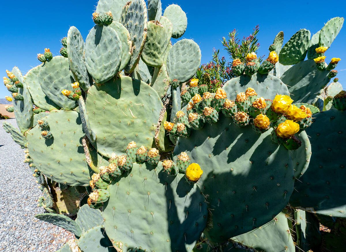 John Clausen/Pahrump Valley Times This desert cactus is getting ready to explode with blooms at ...