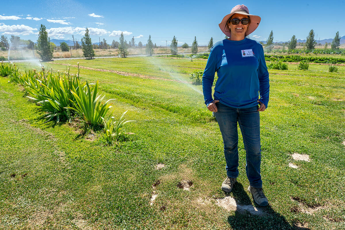 John Clausen/Pahrump Valley Times Lea Bales, owner of the Landscape Tour site at 2871 Begonia S ...