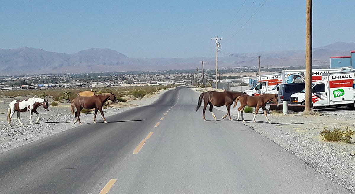 Selwyn Harris/Pahrump Valley Times Keeping wild horses and burros off of area roadways is one o ...