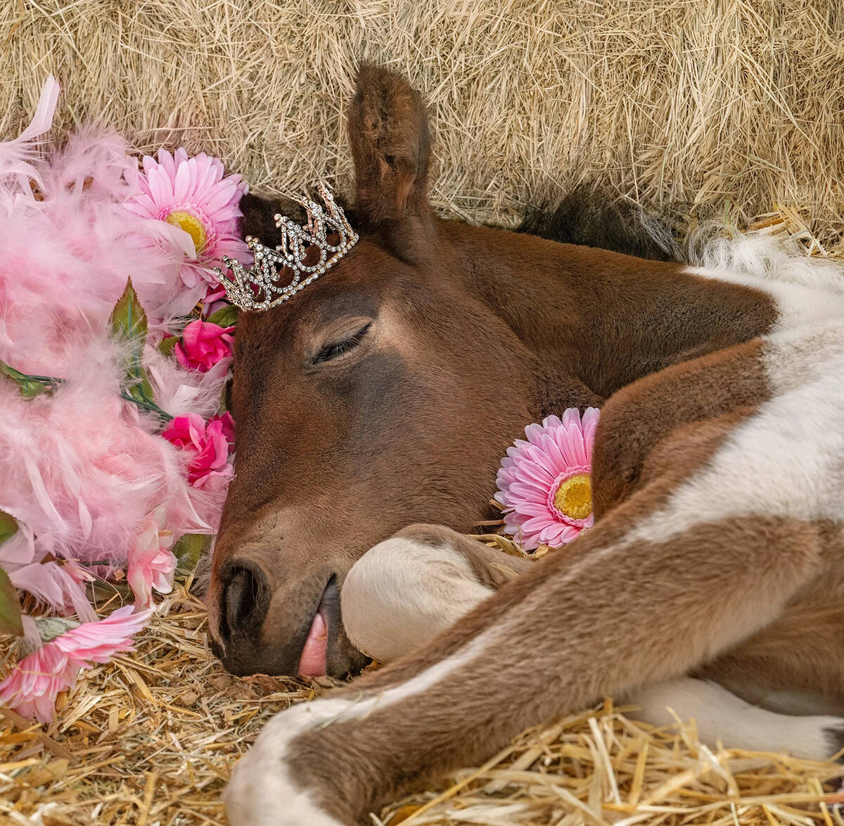 Mustangs & Music helps Pahrump’s horse herds