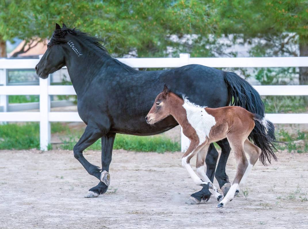 Special to the Pahrump Valley Times The Mustangs and Music fundraiser brought in cash to suppor ...