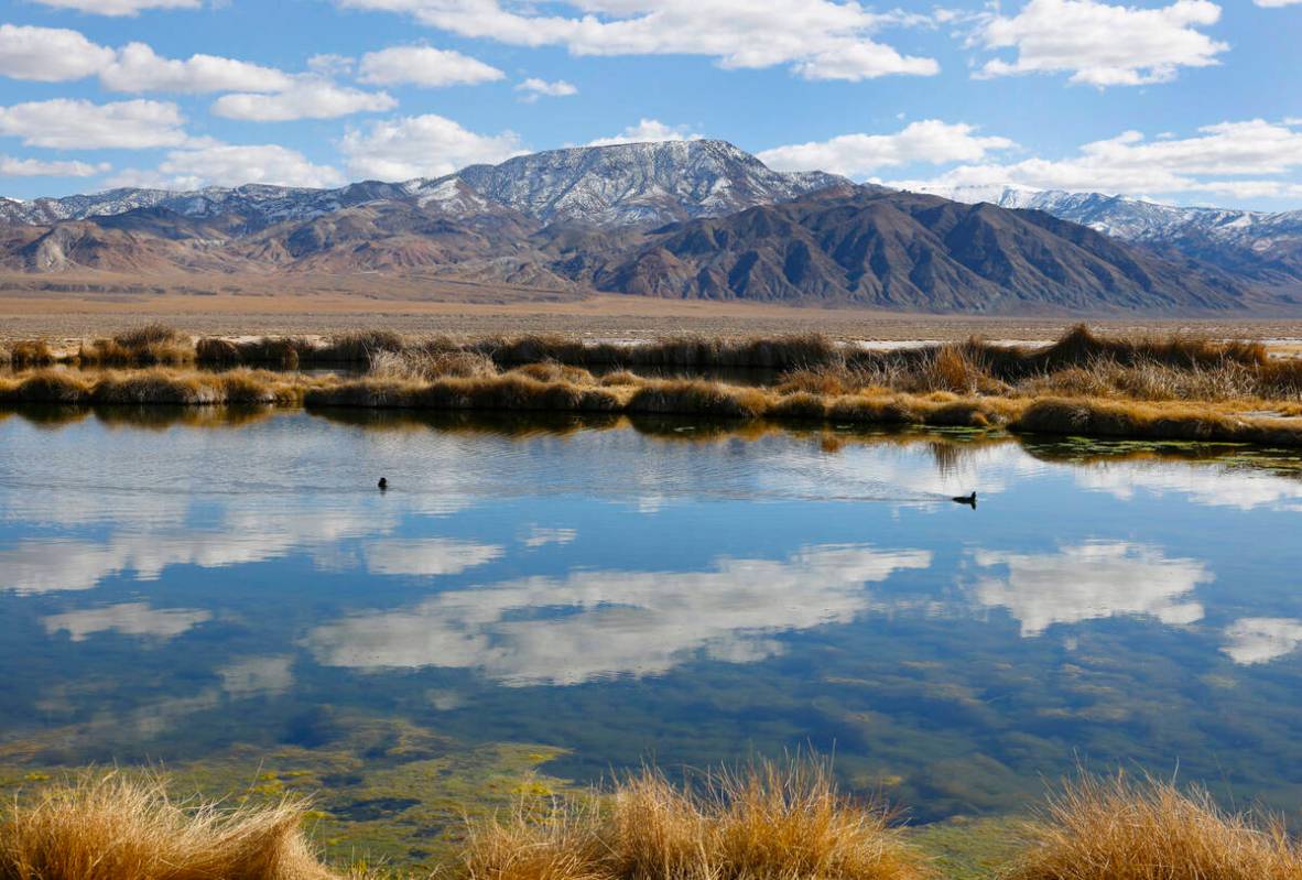 A pond from an old oil project near the Rhyolite Ridge lithium-boron mine project site is seen ...