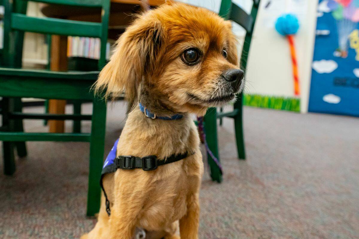 John Clausen/Pahrump Valley Times Kids can meet Buddy, a therapy dog, at the Pahrump Community ...