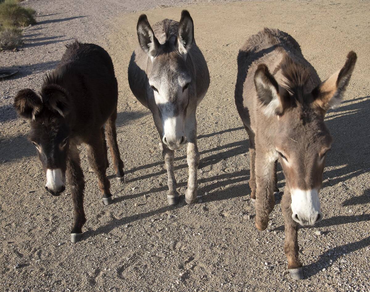 Richard Stephens/Special to the Pahrump Valley Times One downside of having the burros become a ...