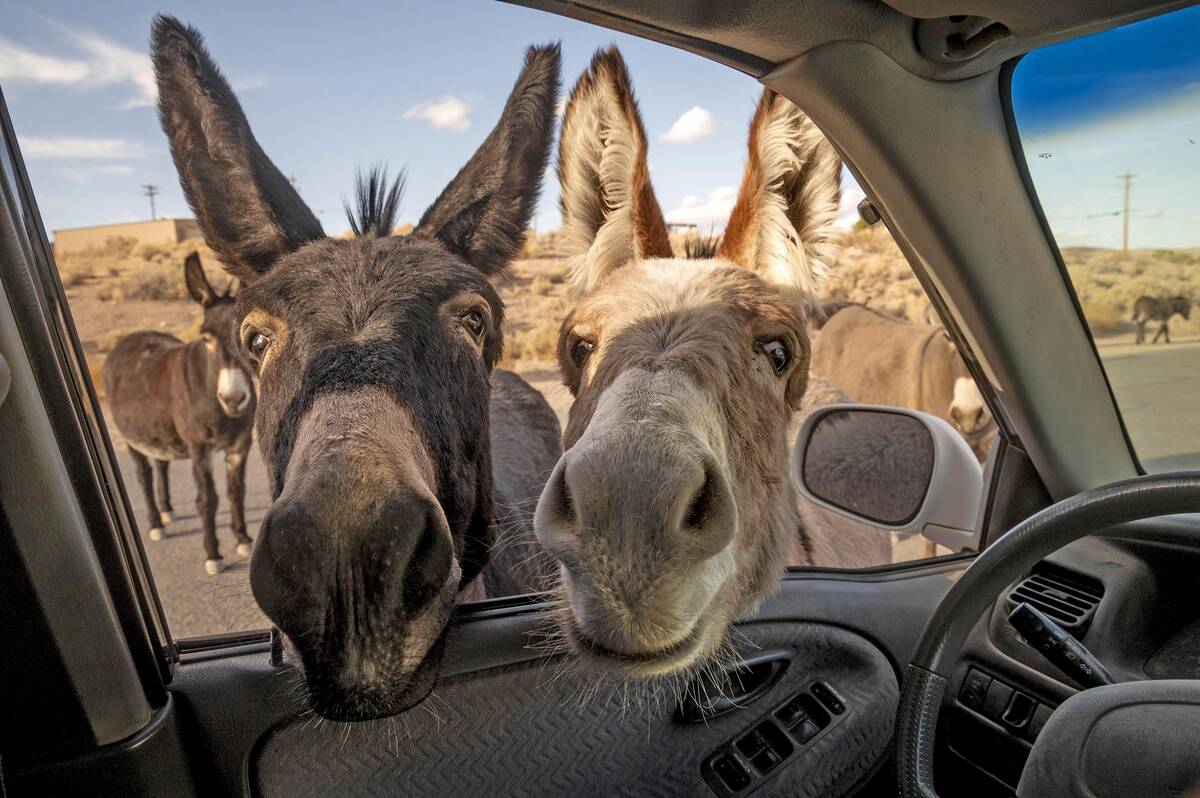 Richard Stephens/Special to the Pahrump Valley Times A "welcome committee", looking for a hando ...