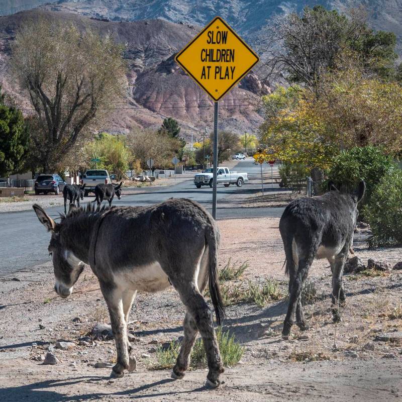 Richard Stephens/Special to the Pahrump Valley Times Although they are part of the country char ...