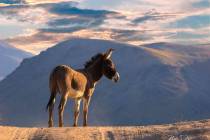 Mark Meyers/Peaceful Valley Donkey Rescue A wild burro stands in Death Valley National Park in ...