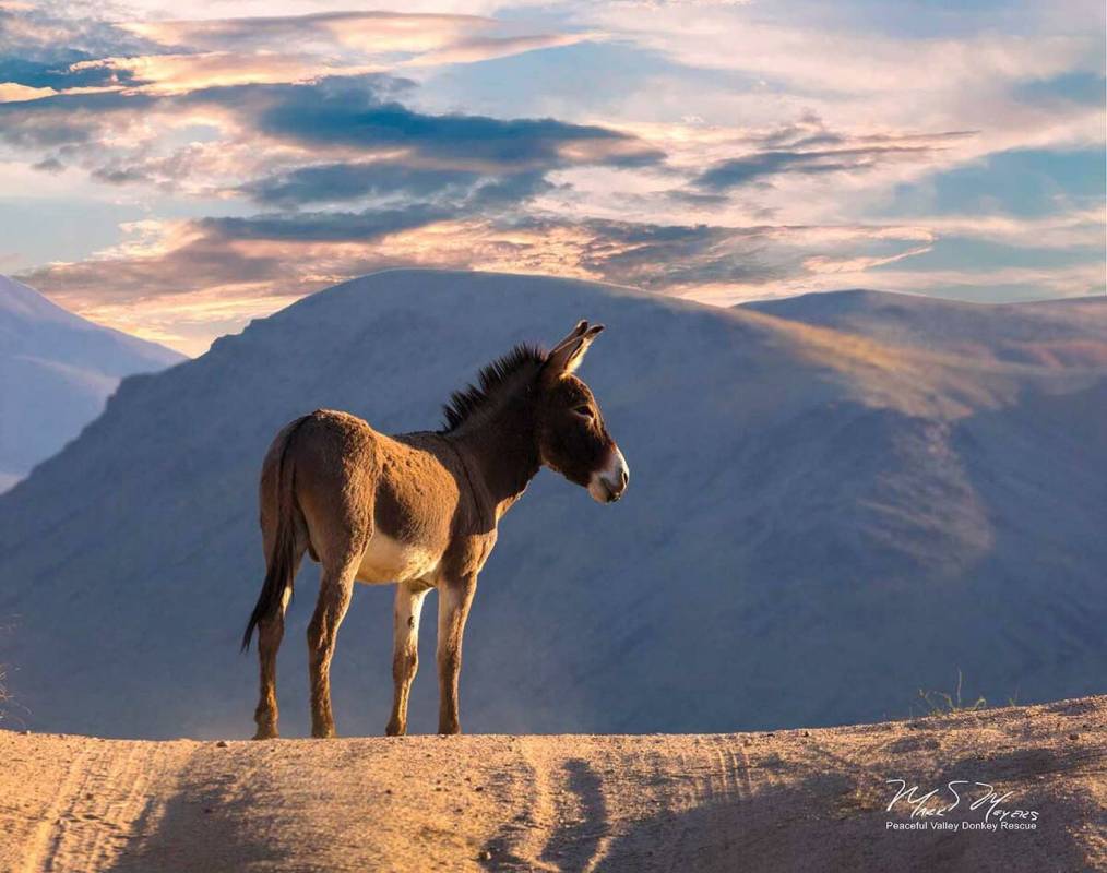 Mark Meyers/Peaceful Valley Donkey Rescue A wild burro stands in Death Valley National Park in ...