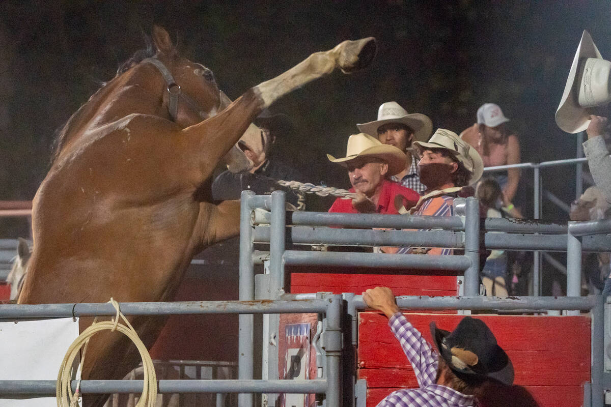 A horse stands up above the gates that are intended to contain the animals at the Pahrump Fall ...