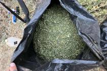 Nye County Sheriff's Office Deputies eradicated 2,000 illegal marijuana plants and various chem ...