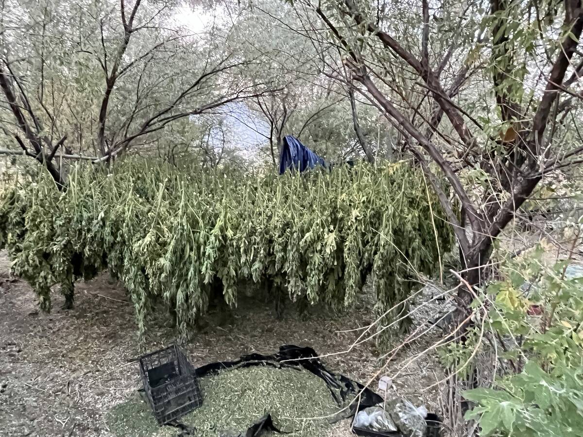 Nye County Sheriff's Office An illegal marijuana growing operation was located in a remote area ...