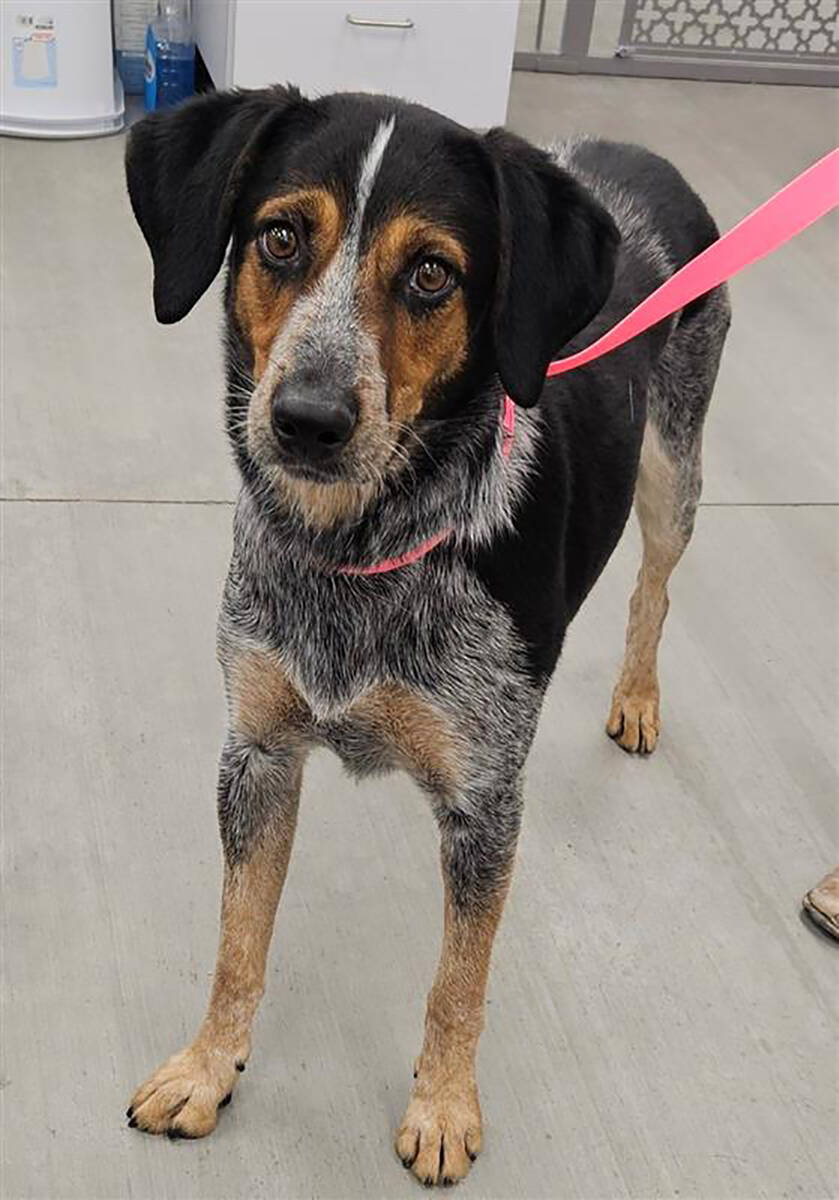 Nye County Animal Shelter Annabelle is a 2-year-old female bluetick coonhound mix looking for a ...