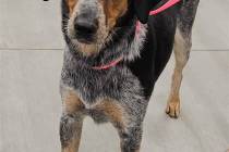 Nye County Animal Shelter Annabelle is a 2-year-old female bluetick coonhound mix looking for a ...