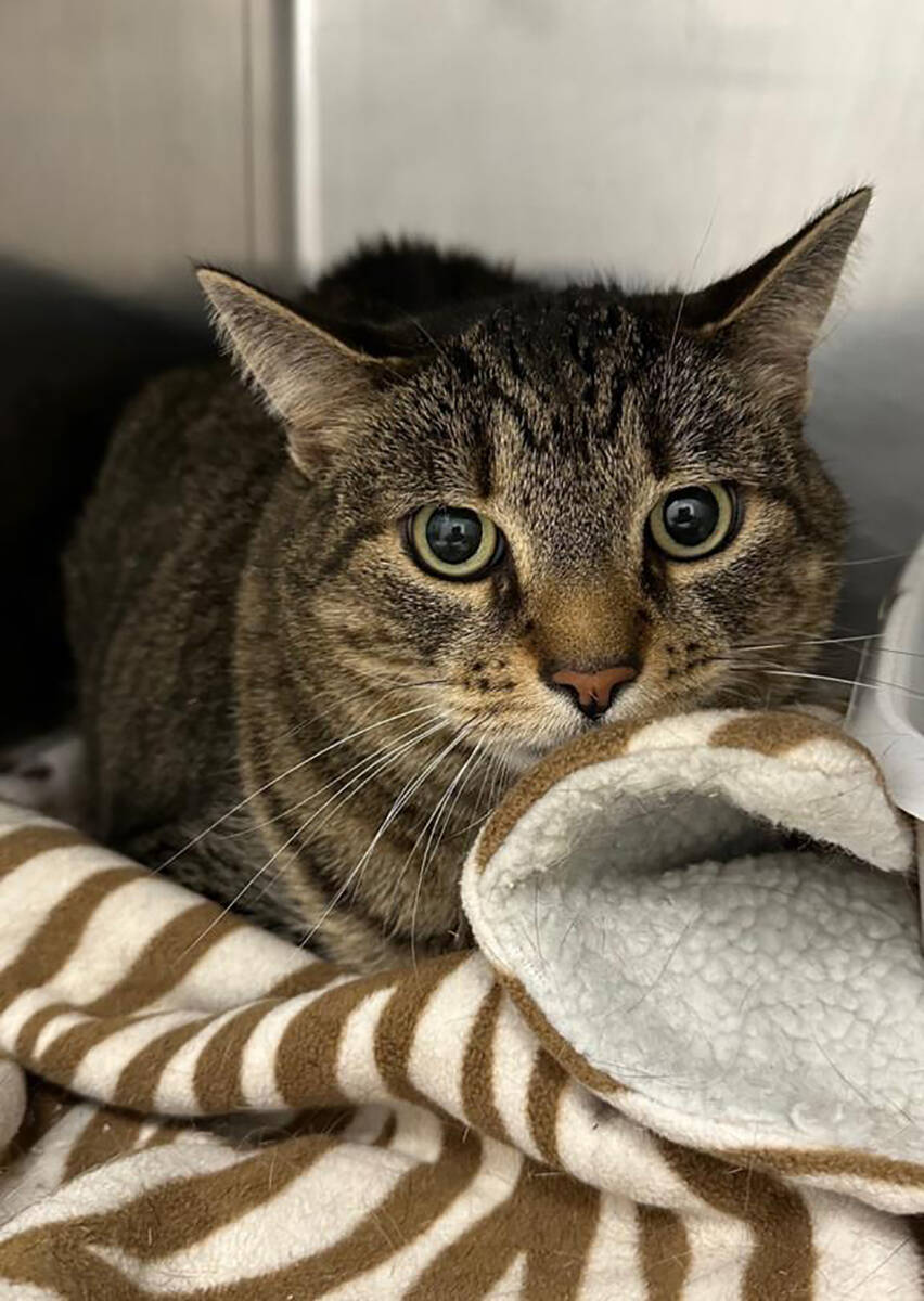 Nye County Animal Shelter Carly is a 13-year-old female senior cat hoping to find a loving adopter.