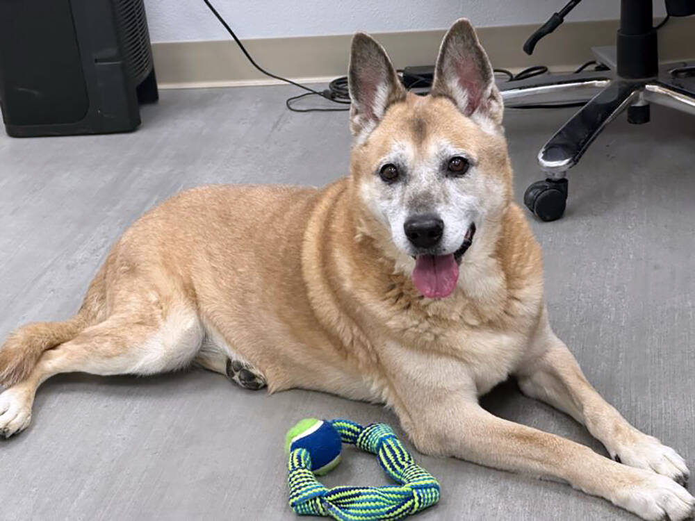 Nye County Animal Shelter Major is a 12-year-old male Labrador retriever and German Shepherd mi ...