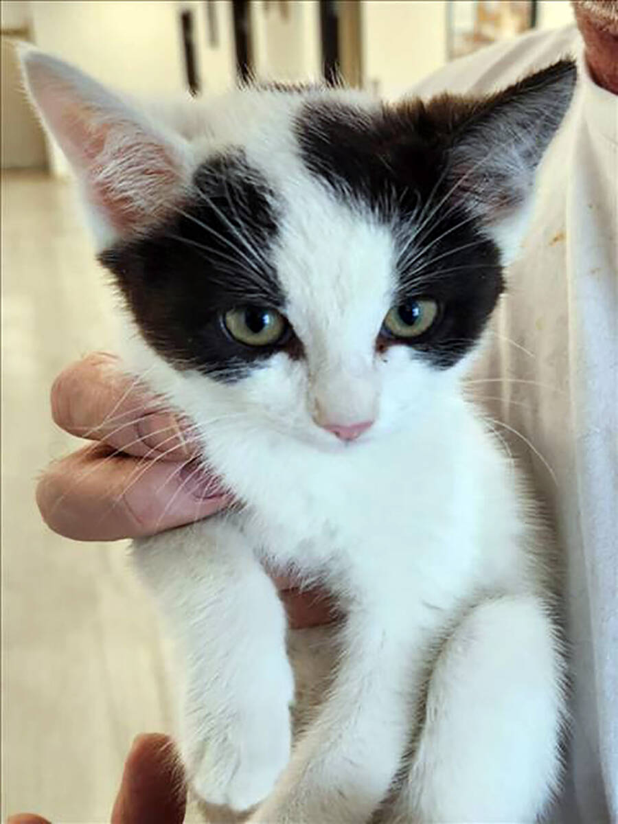 Nye County Animal Shelter Pebbles is a 9-month-old female kitten wishing for a family to call h ...