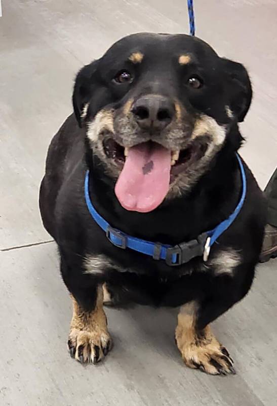 Nye County Animal Shelter Roxy is a 4-year-old female basset hound and Rottweiler mix waiting f ...